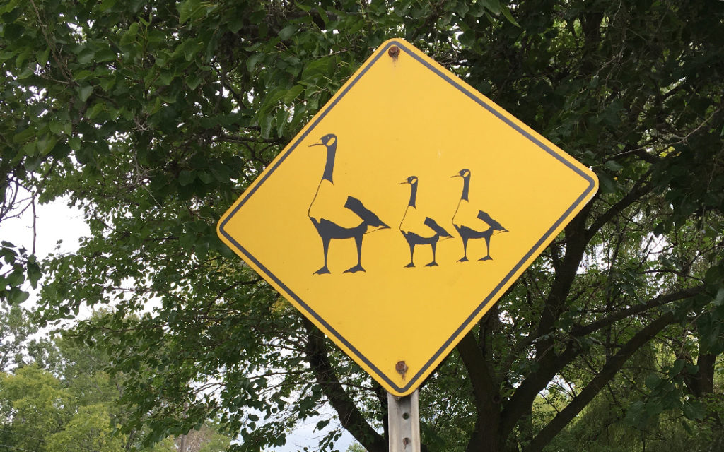 カナダグース横断注意の標識