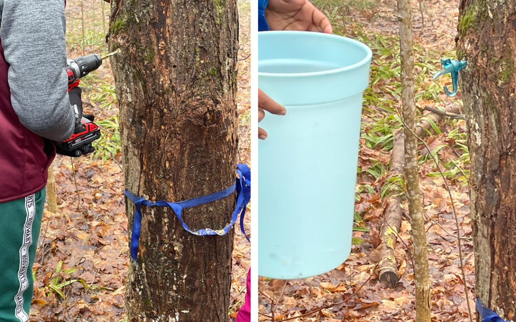 樹液の採取方法